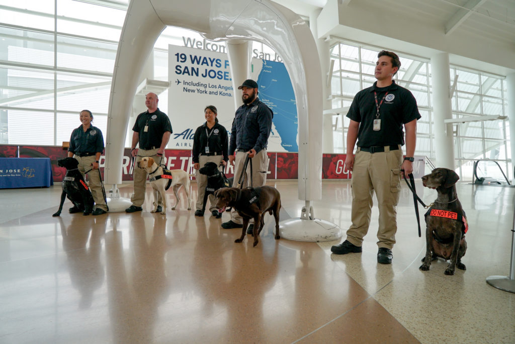 TSA provides demonstration of its passenger screening canines at Mineta San Jose Airport
