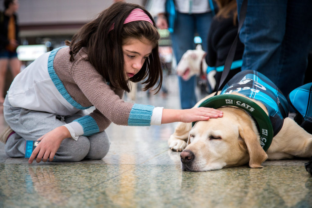 Denver Airport celebrates three years of its canine therapy squad