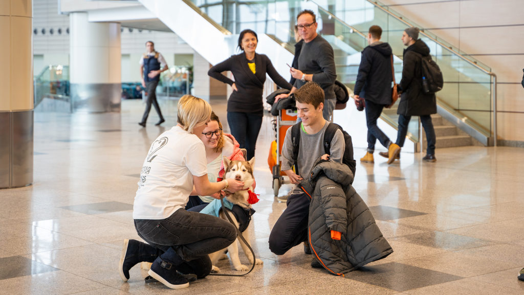 Moscow Domodedovo Airport launches dog therapy initiative