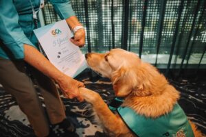 Gold Coast Airport to recruit five more therapy dogs
